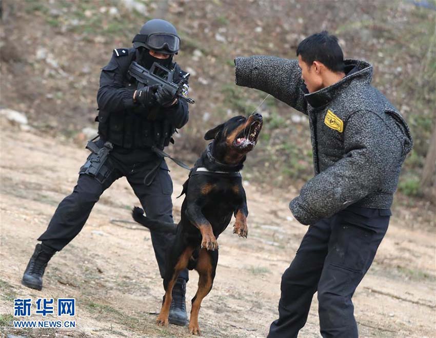 Mais de 1.000 cães policiais colaboram em investigações criminais em Beijing