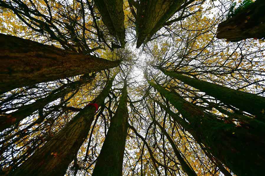 Velha árvore de ginkgo atrai milhares de turistas na província de Hubei