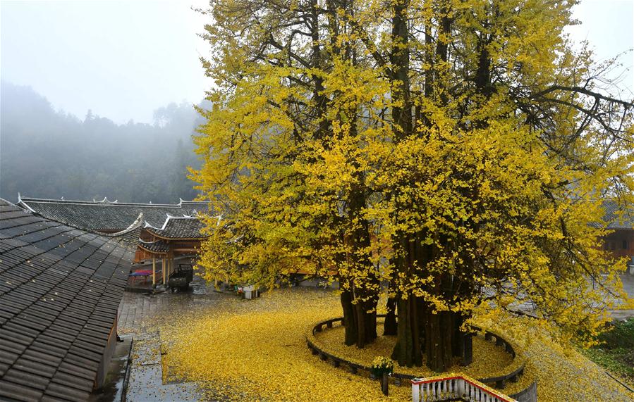 Velha árvore de ginkgo atrai milhares de turistas na província de Hubei