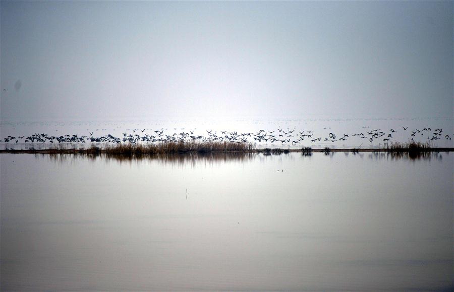 Cem mil pássaros migratórios raros voam para o Delta do Rio Amarelo