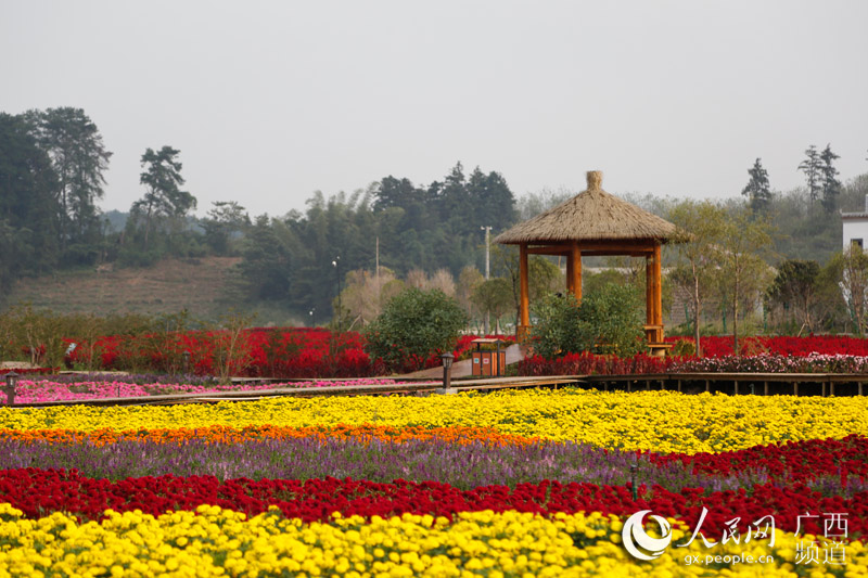 Manto de flores outonais reveste vila em Guangxi