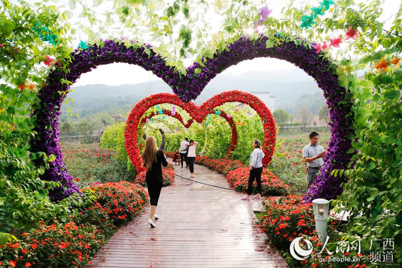 Manto de flores outonais reveste vila em Guangxi