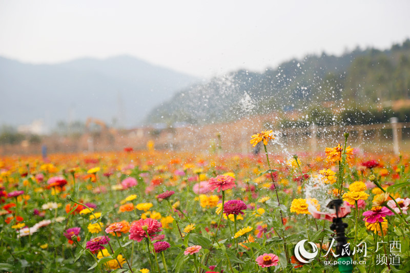 Manto de flores outonais reveste vila em Guangxi