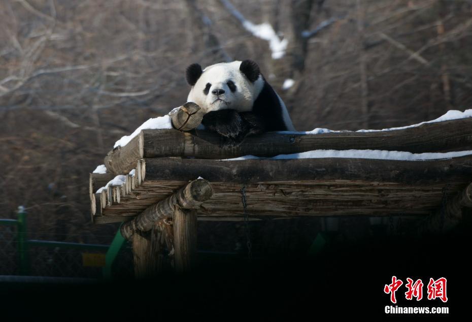 Pandas divertem turistas em Heilongjiang, a região mais fria da China