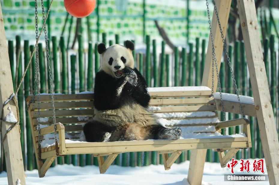 Pandas divertem turistas em Heilongjiang, a região mais fria da China