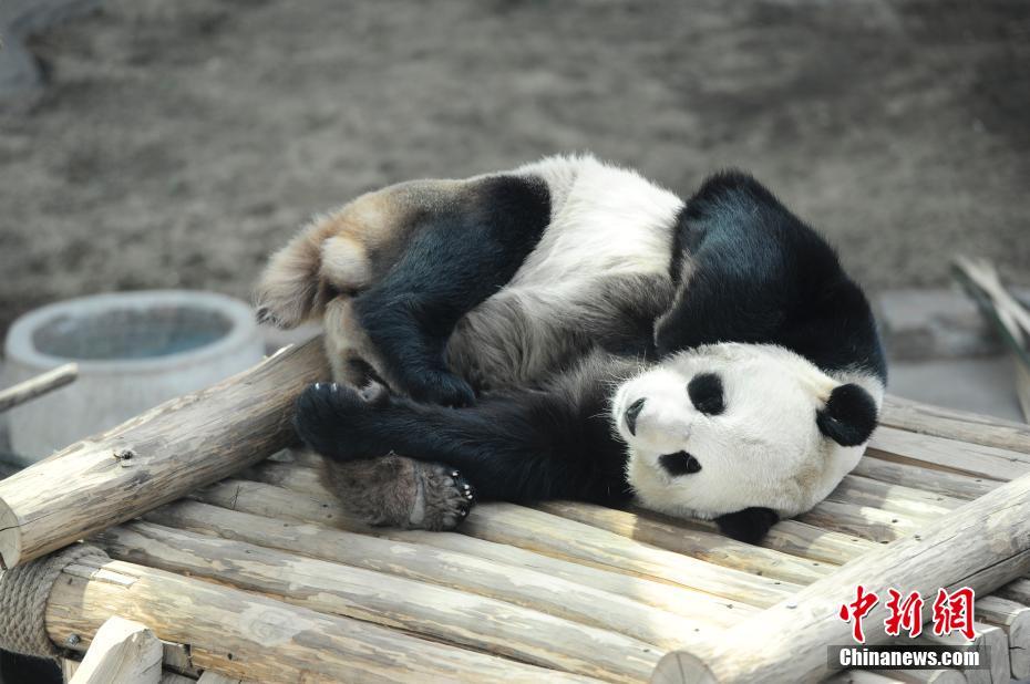 Pandas divertem turistas em Heilongjiang, a região mais fria da China