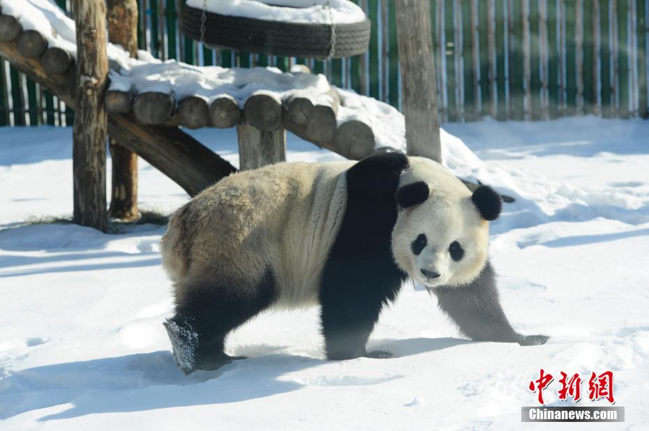 Pandas divertem turistas em Heilongjiang, a região mais fria da China