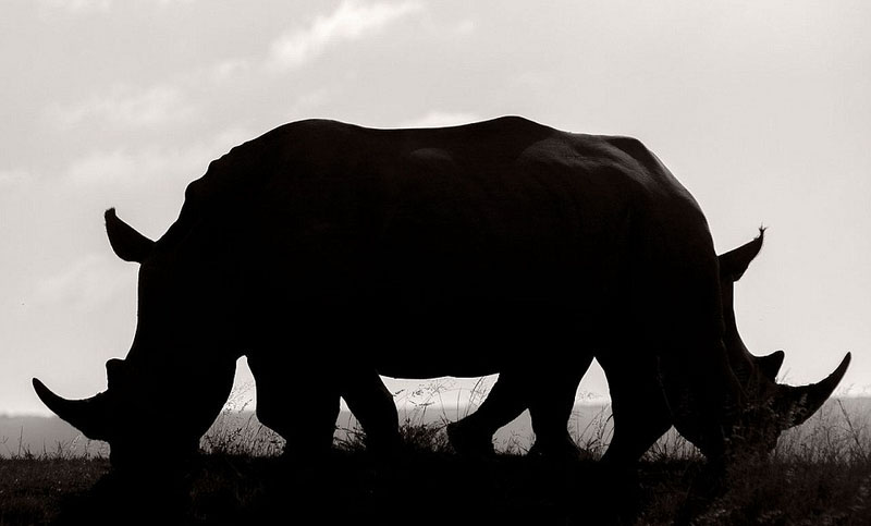 Galeria: Fotos da vida selvagem de todo mundo competem em exibição de fotografia