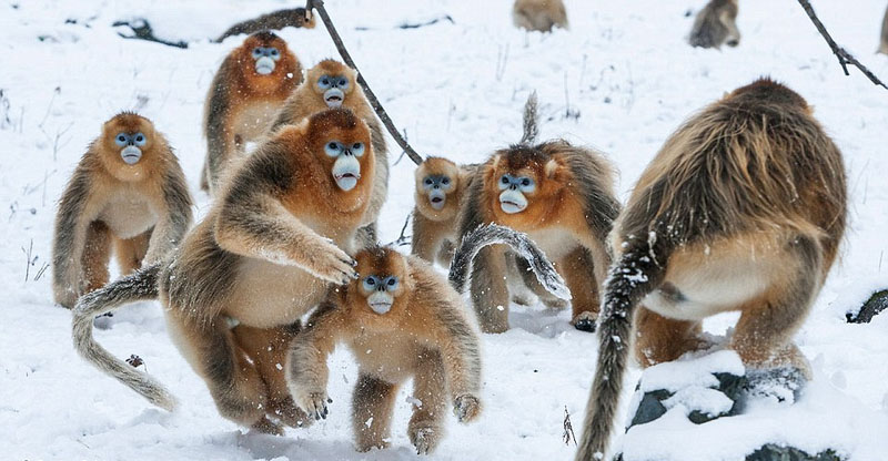 Galeria: Fotos da vida selvagem de todo mundo competem em exibição de fotografia