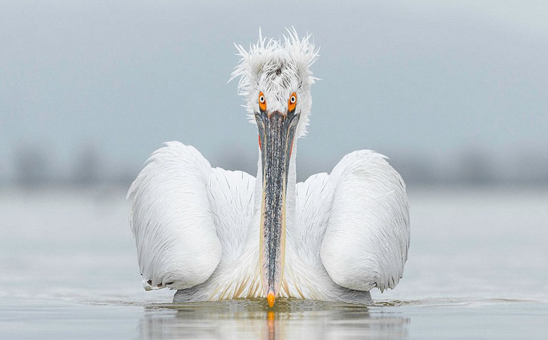 Galeria: Fotos da vida selvagem de todo mundo competem em exibição de fotografia