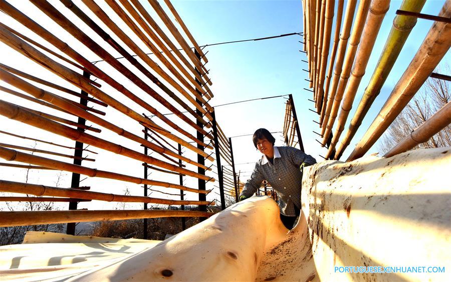 Governo de Shandong ajuda agricultores a desenvolver projetos agrícolas