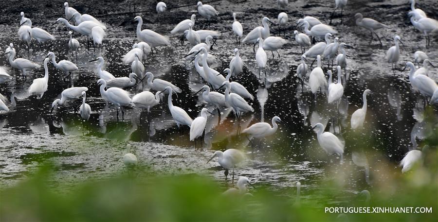 Garças descansam em um pantanal em Taiwan