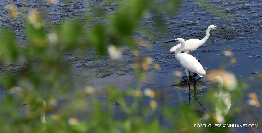 Garças descansam em um pantanal em Taiwan