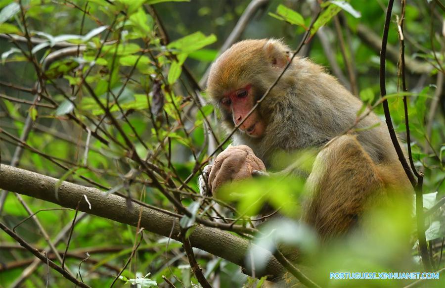 Macacos se divertem nas florestas no centro da China