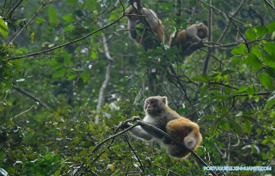 Macacos se divertem nas florestas no centro da China