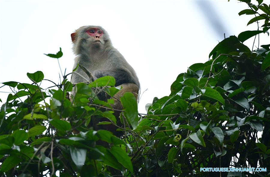 Macacos se divertem nas florestas no centro da China