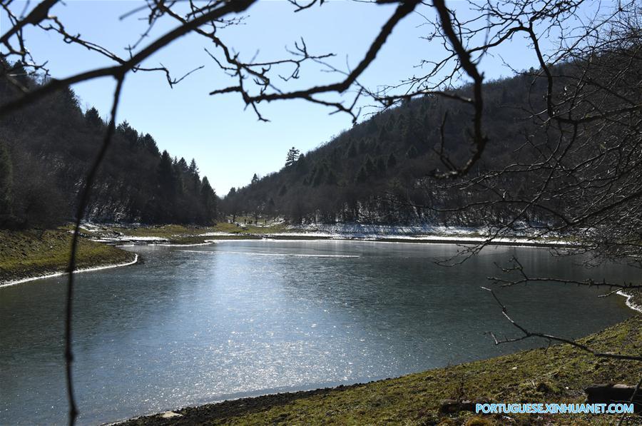 Paisagem da floresta de bambu selvagem na província de Shaanxi