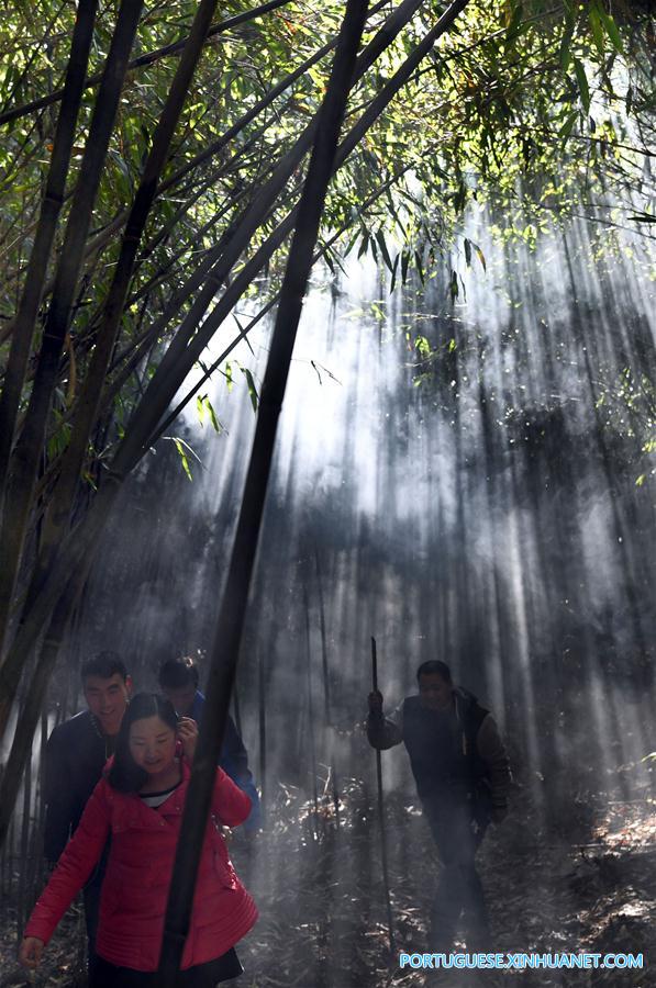 Paisagem da floresta de bambu selvagem na província de Shaanxi