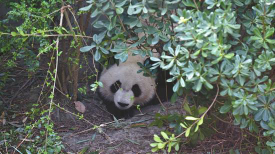 Pandas gigantes voltam dos EUA e se adaptam à vida na China