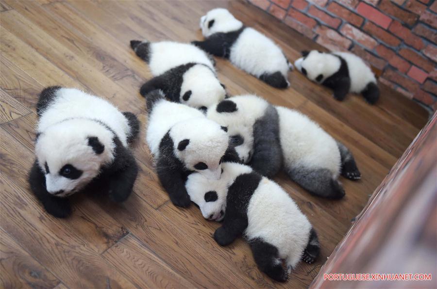 Pandas-gigantes chineses viram febre na internet