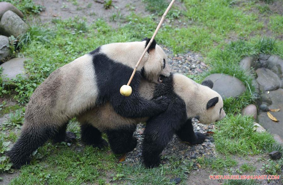 Pandas-gigantes chineses viram febre na internet