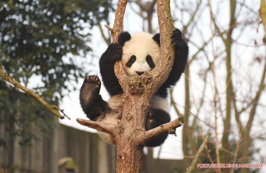 Pandas-gigantes chineses viram febre na internet