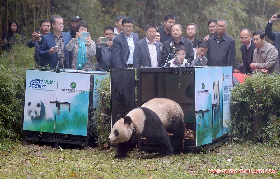 Pandas-gigantes chineses viram febre na internet