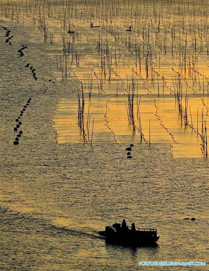 Linda paisagem ao pôr do sol de uma fazenda de alga marinha em Fujian