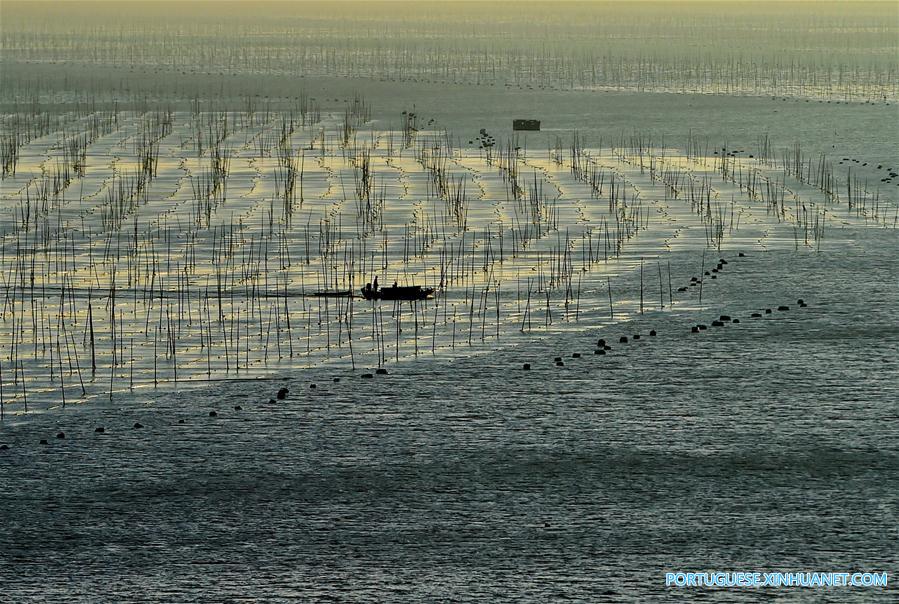 Linda paisagem ao pôr do sol de uma fazenda de alga marinha em Fujian