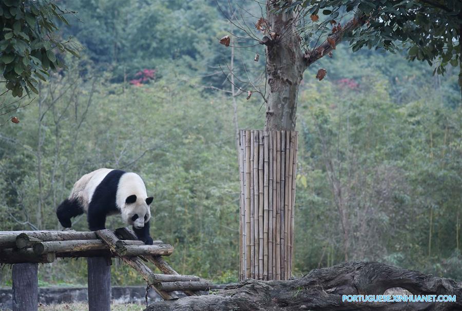 Casa de repouso para pandas idosos em Sichuan