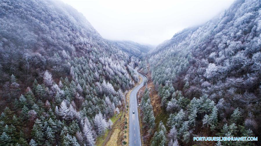 Floresta coberta de neve na região de Shennongjia em Hubei