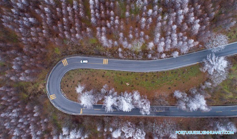 Floresta coberta de neve na região de Shennongjia em Hubei