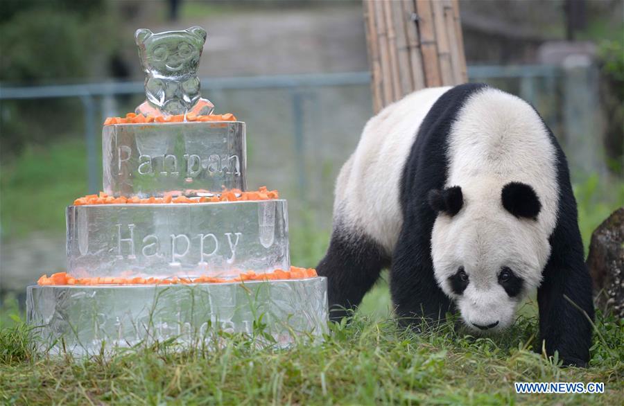 Panda mais velho do mundo morre aos 31 anos