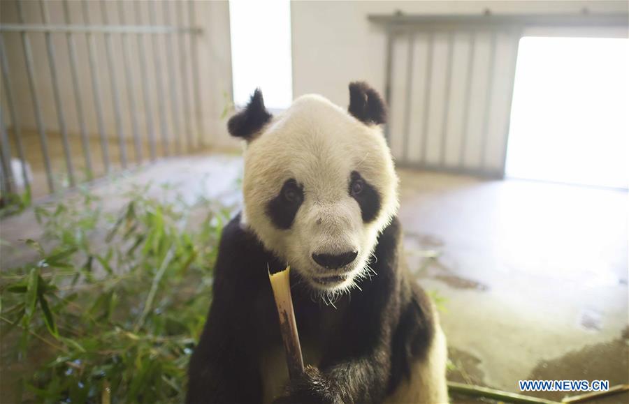 Panda mais velho do mundo morre aos 31 anos