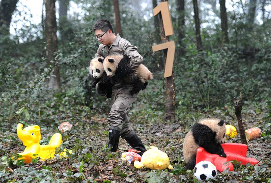 Crias de panda gigante posam para fotografia de ano novo