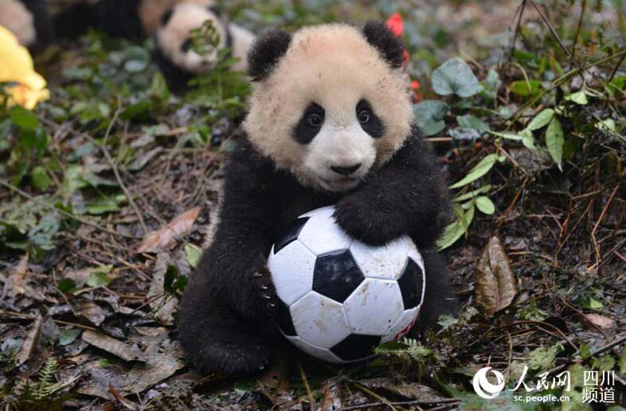 Crias de panda gigante posam para fotografia de ano novo