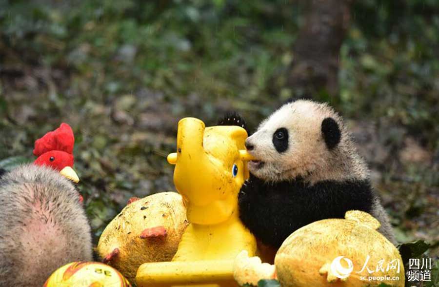 Crias de panda gigante posam para fotografia de ano novo