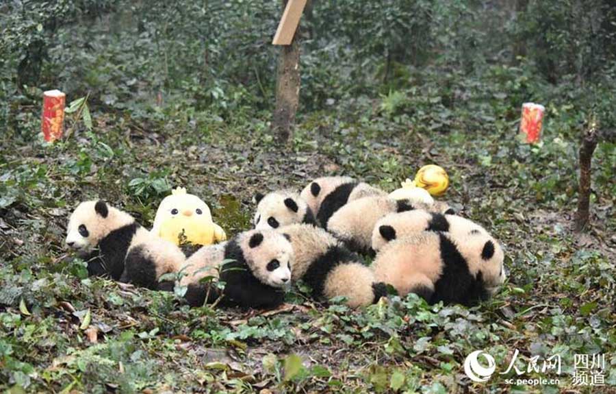 Crias de panda gigante posam para fotografia de ano novo