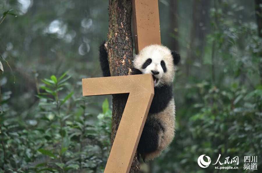 Crias de panda gigante posam para fotografia de ano novo
