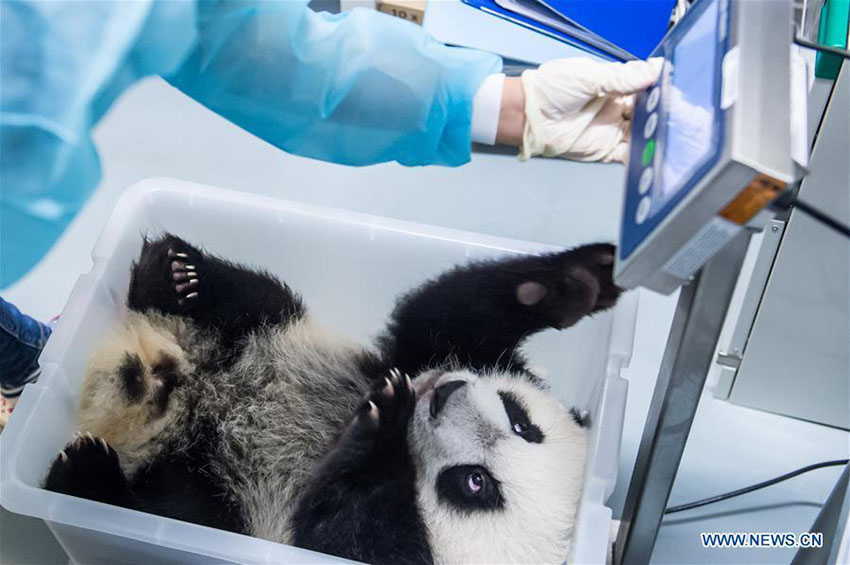 Família de pandas apresentada ao público geral em Macau