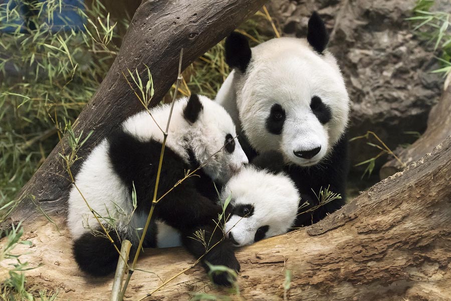 Pandas-gigantes que vivem no exterior felicitam o Ano Novo Lunar