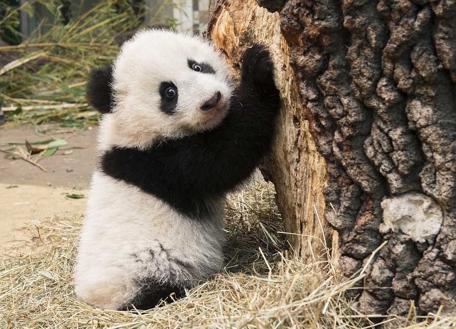 Pandas-gigantes que vivem no exterior felicitam o Ano Novo Lunar