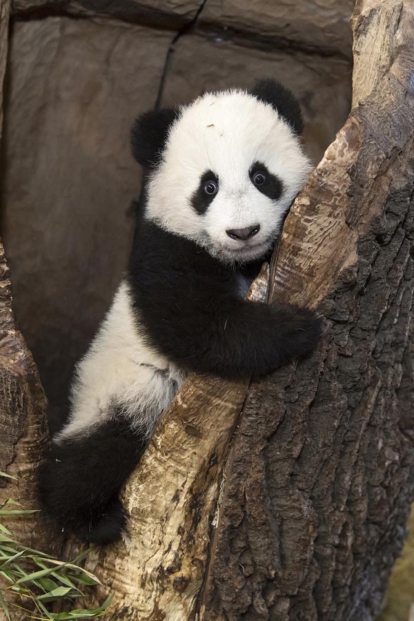 Pandas-gigantes que vivem no exterior felicitam o Ano Novo Lunar