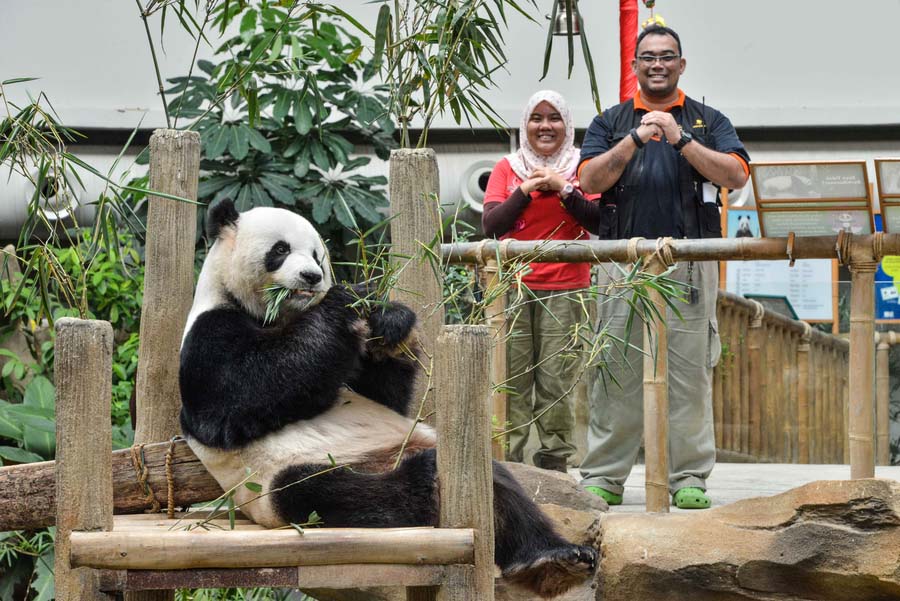 Pandas-gigantes que vivem no exterior felicitam o Ano Novo Lunar