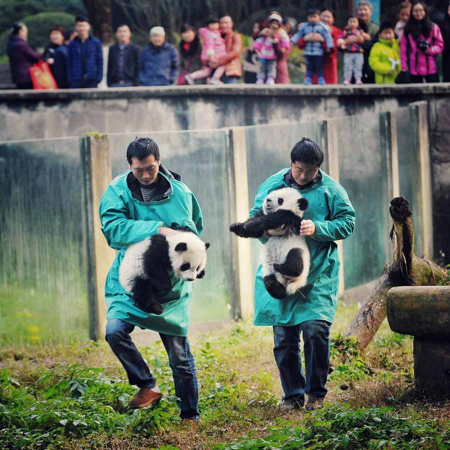 Pandas gêmeos apresentados ao público em Chongqing