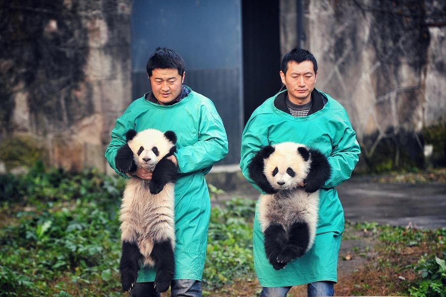 Pandas gêmeos apresentados ao público em Chongqing