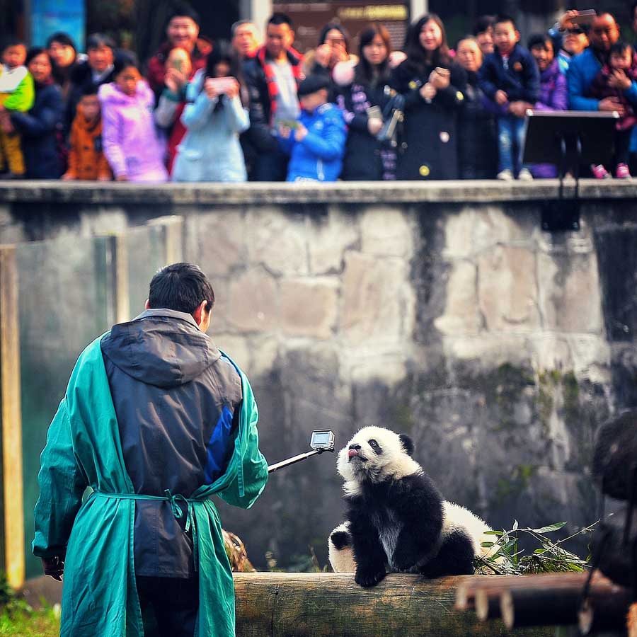 Pandas gêmeos apresentados ao público em Chongqing