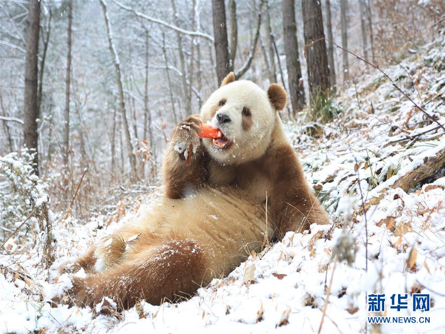 Panda gigante castanho Qi Zai desfruta do inverno nas Montanhas Qinling