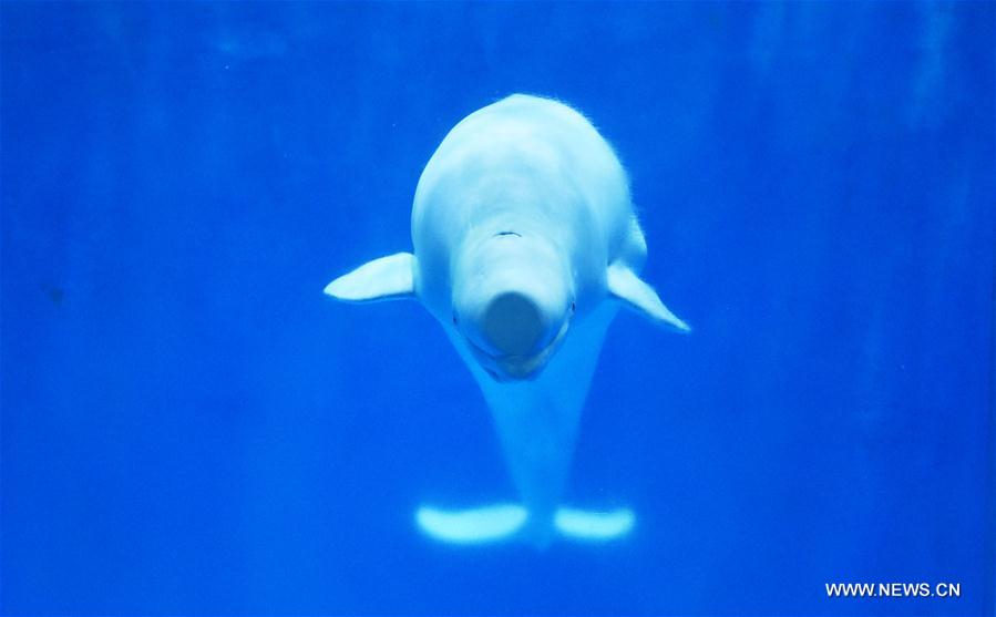 Baleias belugas fazem apresentação de dança no Harbin Polarland