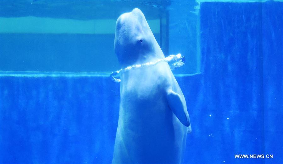 Baleias belugas fazem apresentação de dança no Harbin Polarland